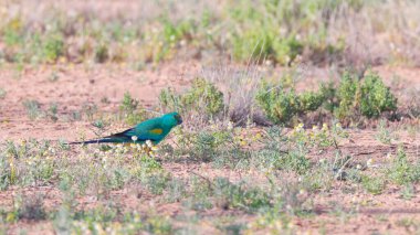 a male mulga parrot feeding flower heads at eulo in outback qld, australia clipart