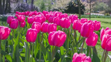 a flowerbed of blooming pink tulips at Keukenhof gardens near amsterdam, netherlands clipart