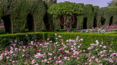 GRENADA, SPAIN-MAY, 1, 2023: İspanya 'nın antik saray-kale alhambrasında bir gül bahçesinin bahar sabahı manzarası