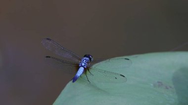 a rear view of a male blue dasher dragonfly resting on a leaf at singapore botanic gardens of singapore clipart