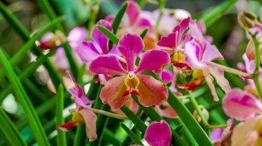 Singapur Botanik Bahçeleri 'ndeki pembe ve turuncu orkide çiçeklerinin yakın görüntüsü.