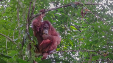 Sumatra, Endonezya 'daki Gunung Leuser Ulusal Parkı' nda muz yiyen dişi orangutanın geniş bir görüntüsü.