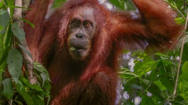 Sumatra, Endonezya 'daki Gunung Leuser Ulusal Parkı' nda beyaz meyve yiyen dişi orangutanın yakın çekimi.