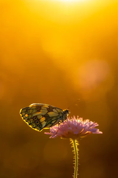 夕方のオレンジの背景に美しい蝶 — ストック写真