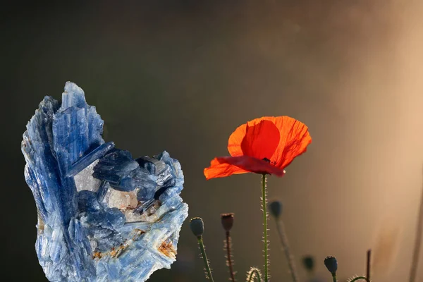 Kyanit Όμορφη Πολύτιμη Πέτρα Στο Φόντο Των Λουλουδιών Και Πασχαλίτσες — Φωτογραφία Αρχείου