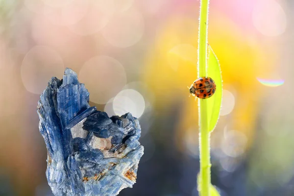 Kyanit Beautiful Precious Stone Background Flowers Ladybugs — Stock Photo, Image