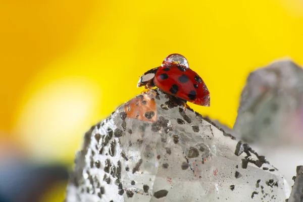 Ein Kleiner Roter Marienkäfer Läuft Mit Einem Tropfen Auf Dem — Stockfoto