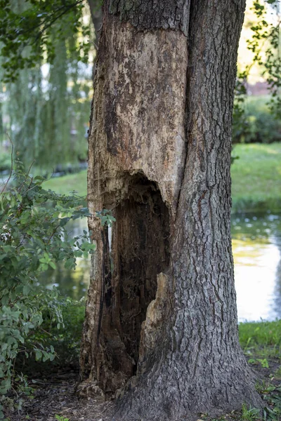 Old tree with a hole to cut out.