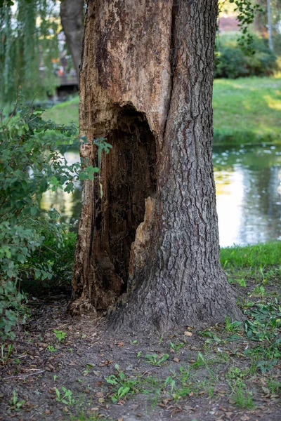 Old tree with a hole to cut out.