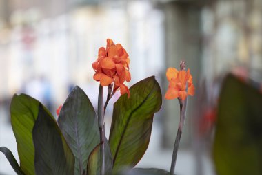 Şehirde büyüyen kamara türleri.