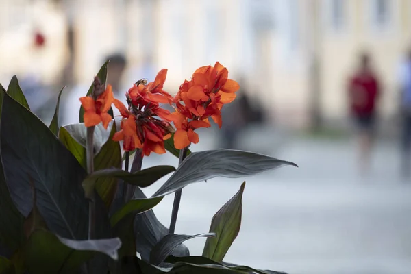 Canna species of quarters growing in the city.