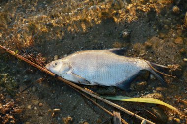 Gölün kıyısında ölü çipura