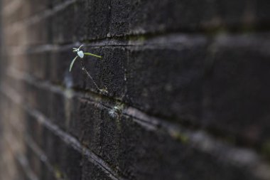 Tuğla duvarda yetişen küçük bir bitki