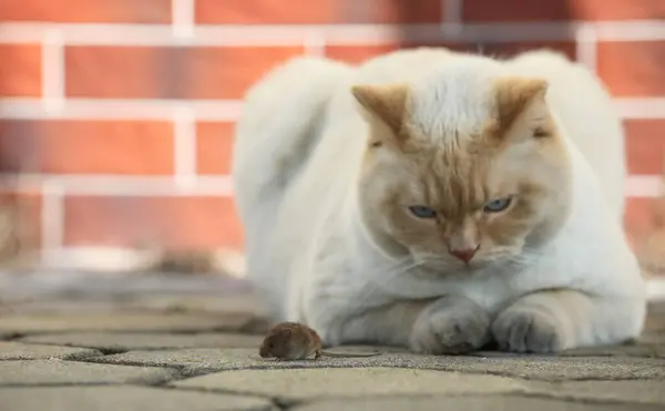 Lindo Gato Británico Encanta Cazar Ratones Fotos de stock