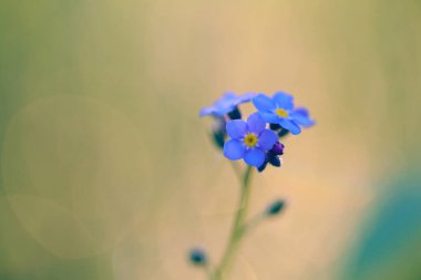 Unutma beni, mavi küçük çiçekler açıyor, makro yakın plan.