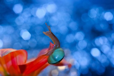 Mavi bir bokeh arka planda bir çiçekte salyangoz..