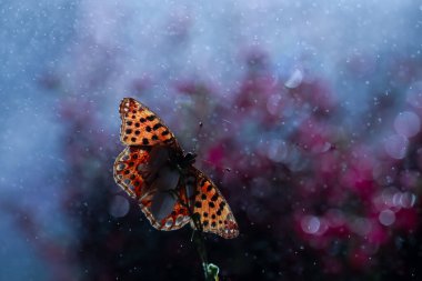 Arka planda yağmur damlaları olan bir çiçeğin üzerindeki kelebek. Makrofotoğrafçılık.
