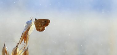 Çayırdaki çimlerin üzerinde güzel, genç bir kelebek.