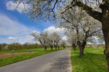 Yol kenarında çiçek açan kiraz ağaçları ve ön planda bir yol olan bahar manzarası.