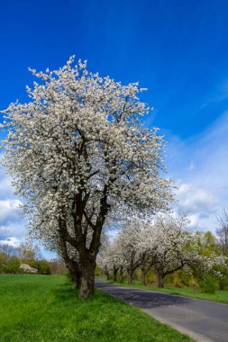 Yol kenarında çiçek açan kiraz ağaçları ve ön planda bir yol olan bahar manzarası.