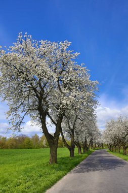 Yol kenarında çiçek açan kiraz ağaçları ve ön planda bir yol olan bahar manzarası.