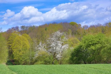 Yol kenarında çiçek açan kiraz ağaçları ve ön planda bir yol olan bahar manzarası.