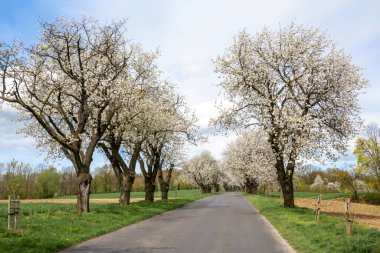 Yol kenarında çiçek açan kiraz ağaçları ve ön planda bir yol olan bahar manzarası.
