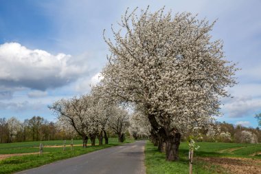 Yol kenarında çiçek açan kiraz ağaçları ve ön planda bir yol olan bahar manzarası.