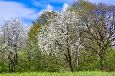 Yol kenarında çiçek açan kiraz ağaçları ve ön planda bir yol olan bahar manzarası.
