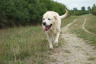 Beyaz labrador köpeği kırsalda çimenlerde koşuyor.