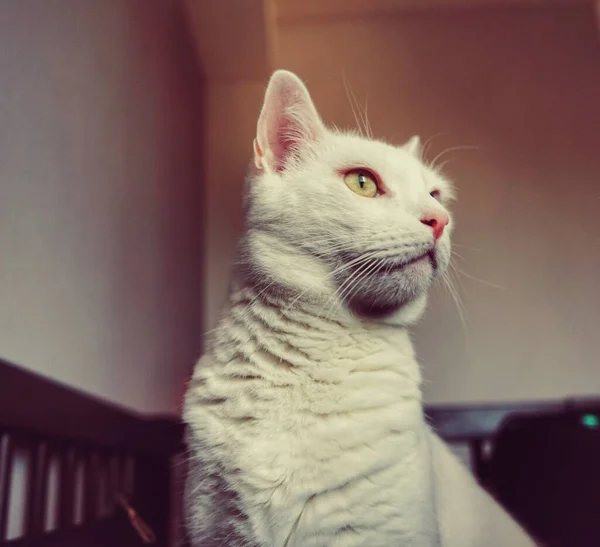 stock image a cat that is looking away from the camera