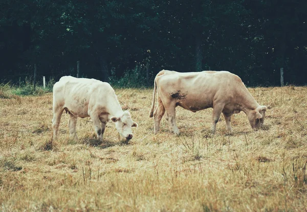 Dwie Krowy Pasące Się Suchym Polu Trawiastym — Zdjęcie stockowe