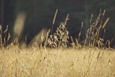 Yaz boyunca uzun otların alçak açılı görüntüsü 