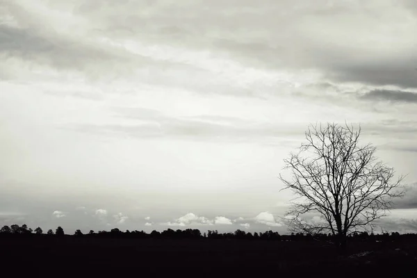 Σιλουέτα Ενός Δέντρου Ενάντια Στον Ουρανό — Φωτογραφία Αρχείου