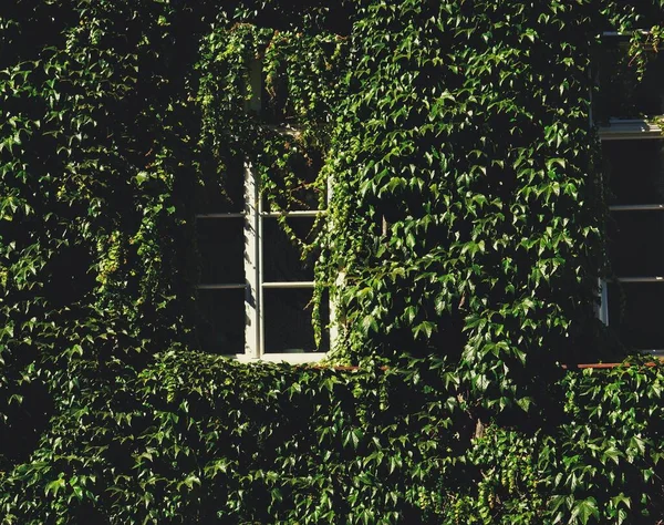 Volledig Frame Van Het Gebouw Met Groene Klimop — Stockfoto