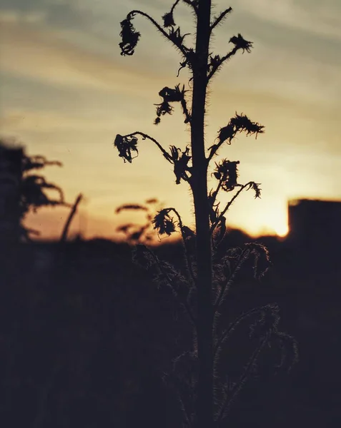 Silhouette Plant Field Sky Sunset — Stock Photo, Image