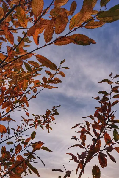 Sudut Rendah Tampilan Pohon Musim Gugur Terhadap Langit — Stok Foto