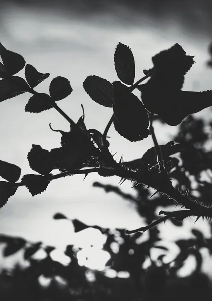 枝に乾燥した葉の終わり — ストック写真