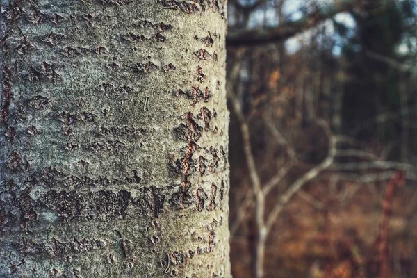 秋天森林树干的特写 — 图库照片