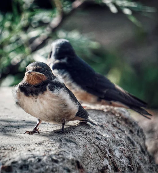 Mały Ptaszek Siedzący Ziemi — Zdjęcie stockowe