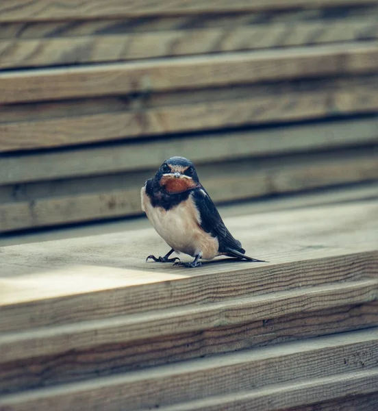 Ένα Πουλί Που Κάθεται Πάνω Από Ξύλινες Σανίδες — Φωτογραφία Αρχείου