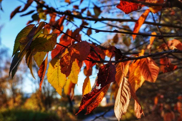 Close Autumnal Leaves Tree Sky — Stock Photo, Image