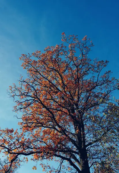 가을철에는 하늘을 배경으로 나무를 비스듬 히바라봄 — 스톡 사진