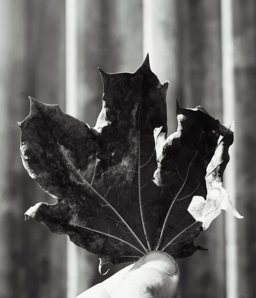 建物に対して葉を保持している作物の手 — ストック写真