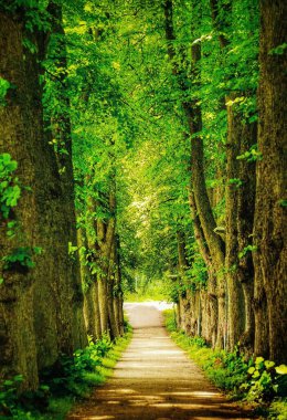Ormandaki ağaçların arasında yürü. 