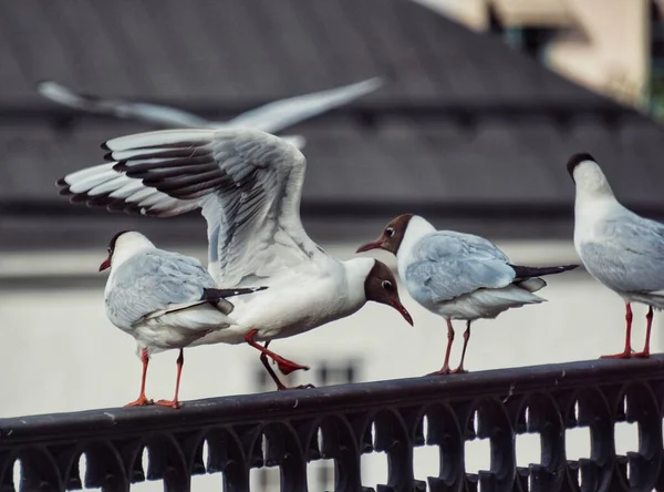 Κάποια Πουλιά Στέκονται Πάνω Από Μια Μεταλλική Ράγα — Φωτογραφία Αρχείου