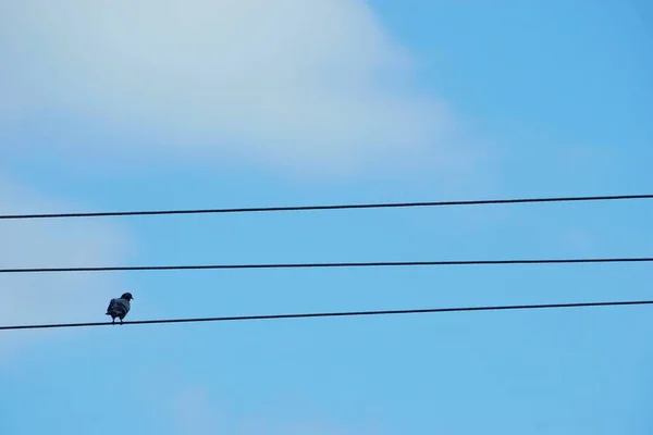Bulutlu Bir Günde Güç Kablosuna Tünemiş Bir Kuş — Stok fotoğraf