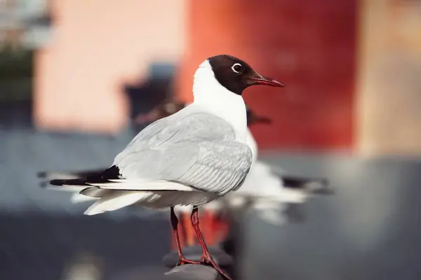 Seagulls Handrail City Summer — Stock Photo, Image
