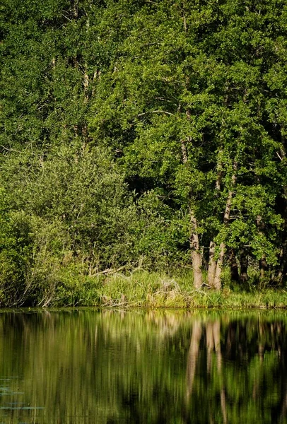 Ein Fluss Wald Einem Sommertag — Stockfoto