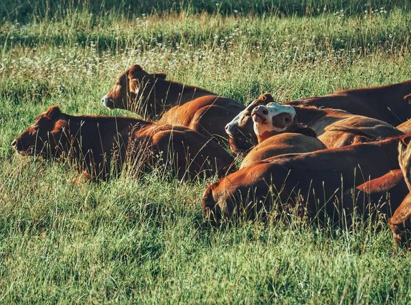 一群牛躺在草地上 覆盖着田野 — 图库照片